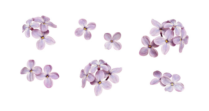 Set of small lilac flowers isolated on white or transparent background