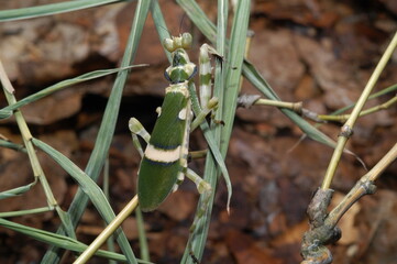 Creobroter gemmantus (theopropus elegans banded flower mantis) closeup