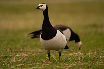 A barnacle goose (Branta leucopsis) standing in a meadow