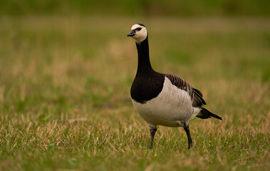 A barnacle goose (Branta leucopsis) walking in a meadow