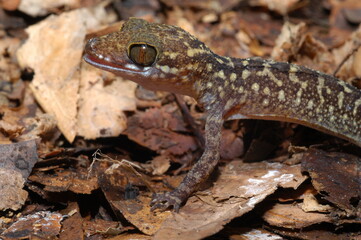 Cyrtodactylus peguensis, Spotted bent-toed gecko closeup