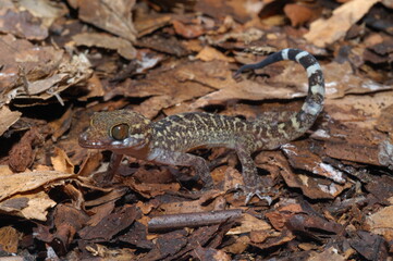 Cyrtodactylus peguensis, Spotted bent-toed gecko closeup