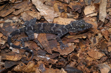 Cryrtodactylus reptile closeup black and white ( Consobrinus )