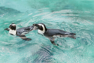 Group of Cute African penguins is smimming in ocean water.