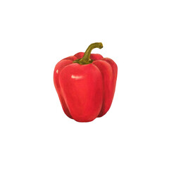 Watercolor drawing of a large red bell bell pepper