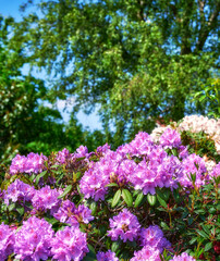 Obraz premium Rhododendron in my garden. A series of photos of rhododendron in garden.