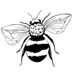 Hand Drawn Bee