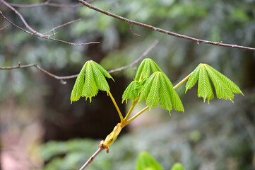 Rosskastanie - frische Blätter im Frühjahr