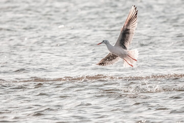Slender-billed gull or Chroicocephalus genei flying on the beach, playing with waves and fishing, Evros Greece