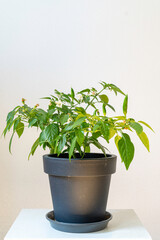 Houseplant of Yellow Agudo pepper (Capsicum annuum) on plastic flowerpot.