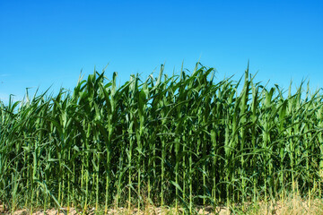 Countryside, farmland and forest - close to Lyon, France. A series of photos of countryside, farmland and forest close to Lyon, France.