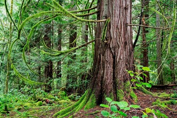 Low angle shot of trees growing in a forest on a sunny day - perfect for wallpapers