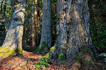 Low angle shot of trees growing in a forest on a sunny day - perfect for wallpapers