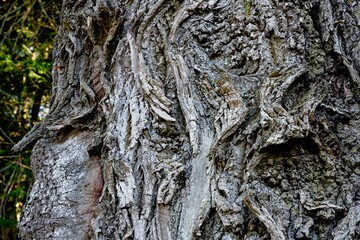 Low angle shot of trees growing in a forest on a sunny day - perfect for wallpapers