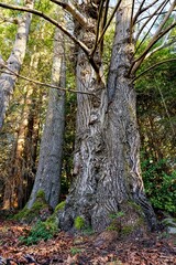 Low angle shot of trees growing in a forest on a sunny day - perfect for wallpapers