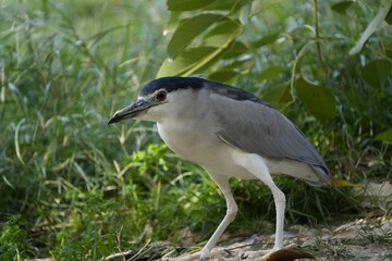 Black-crowned night heron perched on a rock