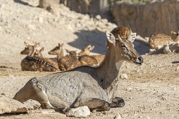 Persian fallow deer lying on the sandy in a zoo setting on a sunny day