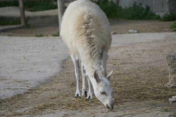 White llama grazing in the zoo, eating hay from the ground