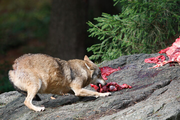 Loup, Canis lupus