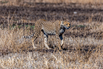 Wild cheetah in serengeti national park