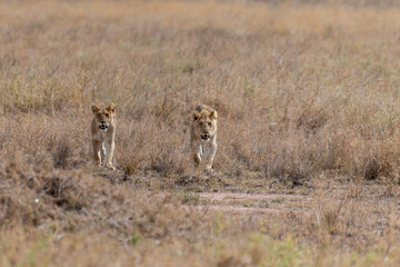 Wild young lionesses in the Serengeti National Park in the heart of Africa