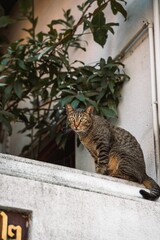 Obraz premium Gray tabby cat sitting on a wall, looking at the camera.