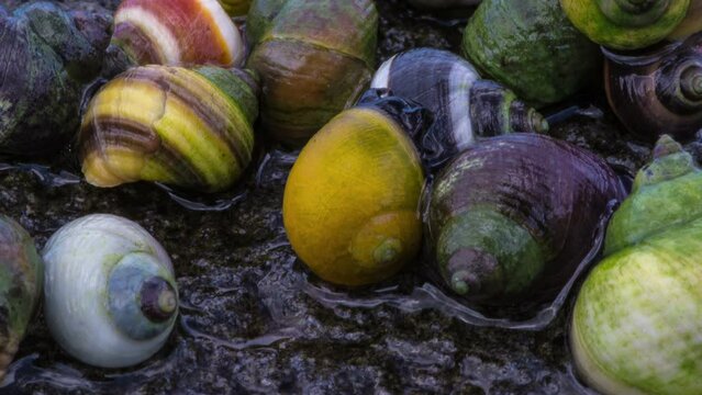 Colorful Sea snails on the move, Iceland