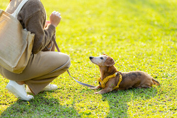 Pet owner train with her dachshund dog at park