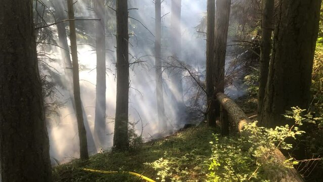 Forest fire smoke with sun and trees