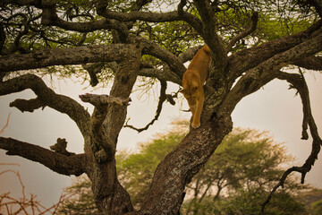 Fototapeta na wymiar Löwin auf Baum schlafend und gähnend. Tanzania, Ndutu Schutzgebiet 