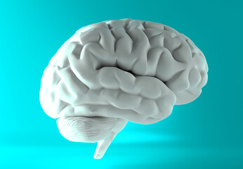 Human brain anatomical model, side view. 