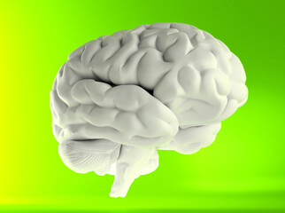 Human brain anatomical model, side view. 