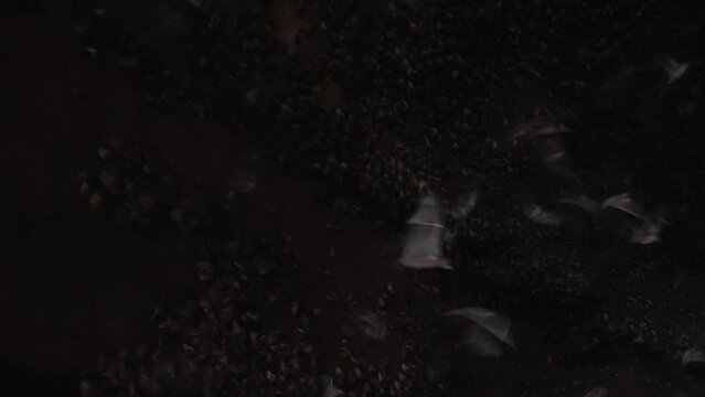 Dark black Cave with flying foxes scattering away in fear. Dark habitat of a flock of bats in mountains. Explore tropical fauna. Cute flying dogs family inside a rock shelter. Film grain pixel texture