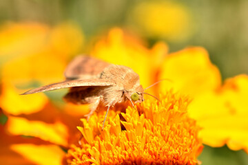 A light-colored diurnal butterfly collects nectar from a yellow flower.