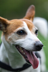 Jack Russel