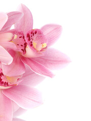Naklejka na ściany i meble Flower pink orchid isolated 