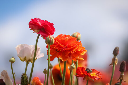 Red Giant Tecolote ranunculus flower at Carlsbad flower field, California.