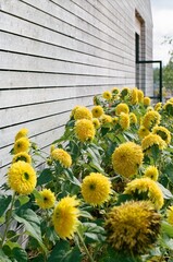 Sunflowers next to wooden building