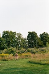Woman walking into field
