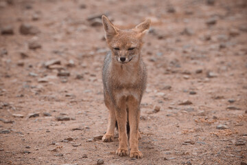 Zorro Gris o Chilla en Reserva Pinguino de Hundbolt