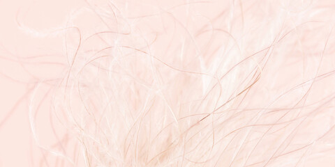 Beautiful floral abstract light beige background of nature. Abstract natural background of soft plants. Fluffy beige stems feather grass. Banner background with copy space.