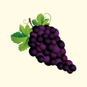 Purple grapes vector cartoon illustration