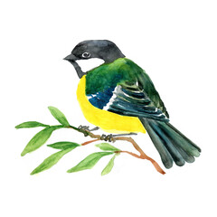 Watercolor drawing of a titmouse on a branch. The bird is yellow. Bird in profile on a tree branch