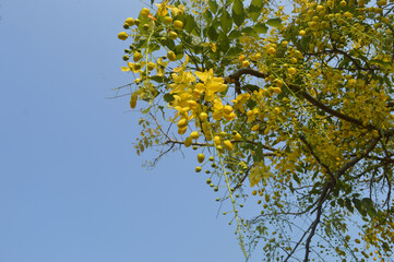 Yellow flower (Ehelamal SL)