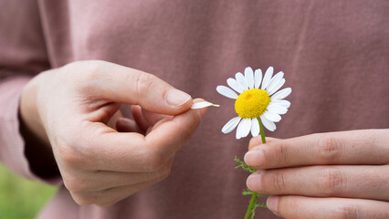 Woman pulls petals from daisy to know if she is loved
