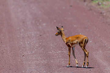 Wild Thomson's gazelles in the African savannah