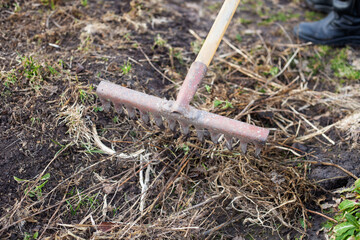 A man scrapes dry grass with an old rusty rake