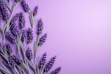 lavender with blank background