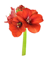 Red amaryllis flowers and buds isolated on white or transparent background