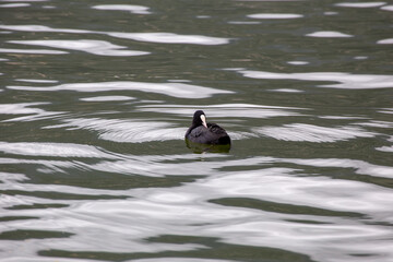 duck in a lake